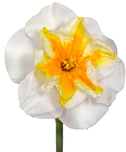 Bulbes de Narcisses 20 x 'Delta' - The Bulb Farmers - Printemps - Cultivé aux Pays-Bas -Bulbes de Narcisses -Bulbes à fleurs