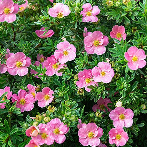 Potentilla Lovely Pink - Shrubby Cinquefoil | Deciduous Potted Garden Shrub for Sale (10-30cm Incl. Pot)