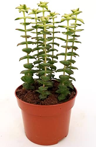 POWERS TO FLOWERS - CRASSULA PERFORATA VARIEGATA, COLLANA DI GIADA, VASO 12cm, pianta vera