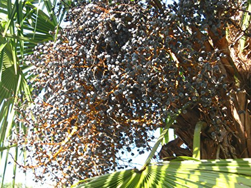 Seeds Palma Municipality Trachycarpus Fortuna Flice Resistant mass 500 seeds