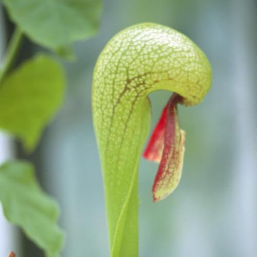 schlauchpflanze indoor garten winterharte kübelpflanzen zimmerpflanzen hochbeete für garten gartenpflanzen 20samen