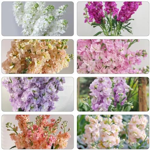 levkojen blumendeko zimmerpflanze usambaraveilchen pflanzendeko schattenpflanzen garten winterhart exotische zimmerpflanzen balkon garten frühlingsblumen schnittblumen blumengarten 160samen
