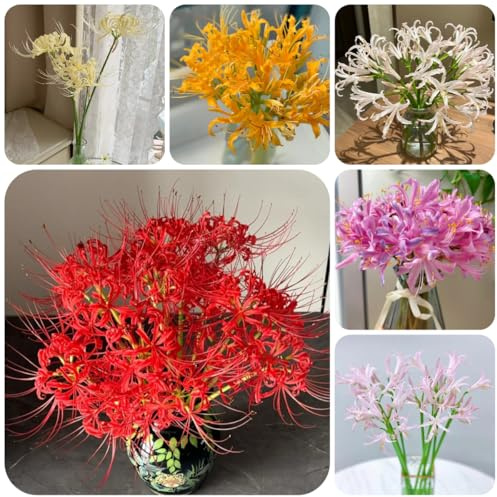 lirio araña, lirio de sangre - Cultivando de jardín en un balcón, Lycoris radiataotoño, resistentes, interior jardín 4bulbos