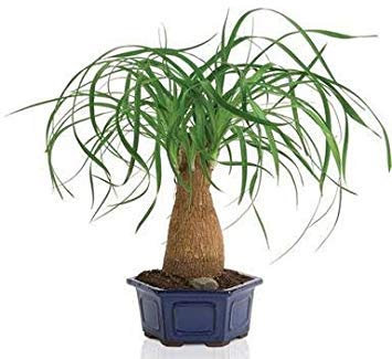 Potseed Beaucarnea (Nolina) recurvata (Piede d'elefante, Coda di Cavallo) - 10 Semi