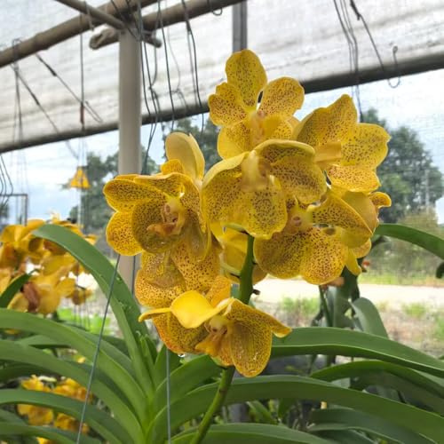 Orchidea Vanda - di selvatici esotici Decorazioni giardino per esterni primaverili, resistenti in vaso balcone in 600semi