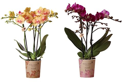 Pack de 2 Orquídeas - Plantas Naturales de Interior de Grandes flores en Forma de Mariposa