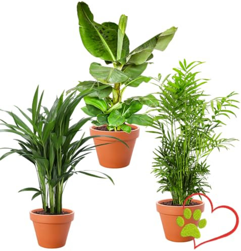 3er-Pflanzen-Set “Tierfreund”, +/- 30-60cm, ø 12-15cm Topf, Bergpalme, Bananenpflanze, Goldfruchtpalme, Ungiftig & Tierfreundlich, Qualität vom Pflanzen Profi, Schneller Pflanzenversand