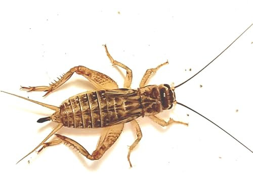 Eurocrickets Heimchen lebend | Klein (6-8 mm) | 1000 Stück MEGA Pack | Futterinsekten für Reptilien, Vögel & Amphibien