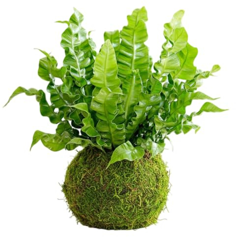 DECOALIVE Kokedama de Helecho Nido de Ave Asplenium Planta Viva