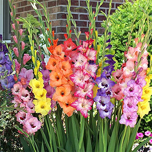 6 x Gladioli Pastel Mixed Bulbs- Soft Elegant Flowers – Looks Lovely at Night time- Warm Welcome to Your Beautiful Garden.