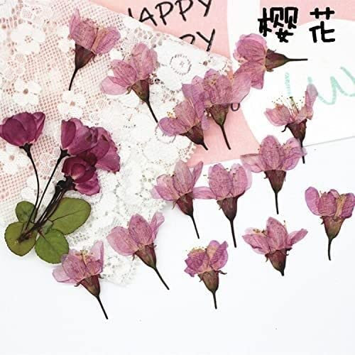 Natürliche Getrocknete Blumen Pflanzen DIY Schmuck Handwerk Wohnkultur ,50 stücke Gepresste Getrocknete Kirsche Sakura Blume Pflanzen Herbarium für Harz Machen Postkarte Rahmen Telefon Fall Handwerk