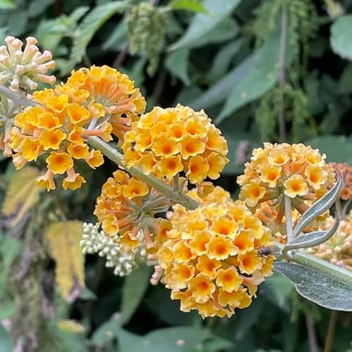 Yellow Butterfly Bush Plants, 4 to 6 Inch Tall Butterfly Bush Live Plants, Yellow Butterfly Bushes Plant, Live Butterfly Bushes Plant, Yellow Butterfly Bush Live Plant Ready to Plant Outdoor Garden