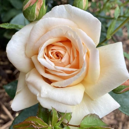 YouGarden Harkness Rose 'Pure Gold', Gift Wrapped Established 4 Litre Pot, Buttery Yellow Fragrant, Repeat Flowering Upright Shrub