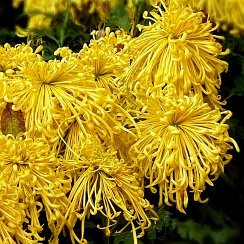 Semillas de crisantemo - para lugares soleados de crisantemo - decoración de otoño, jardín de interior de como 50pcs