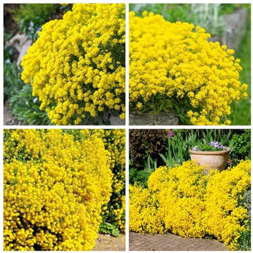 10000pcs sachet thym serpolet Jaune, graines de thym de graies de fleurs faciles à planter graines de thym rampant multicolores outil de jardinage pour la cour Des graines
