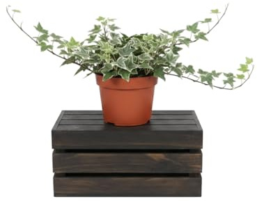 DECOALIVE Hedera Helix Variegata Hiedra jaspeada Planta Natural de Interior y Exterior Maceta de 13 cm de Diámetro Planta 25 cm