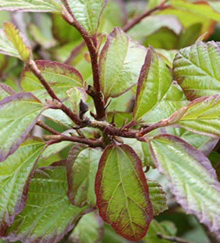 Eisenholzbaum Persian Spire 60-80cm - Parrotia persica - lebende Gartenpflanze aus den Baumschulen