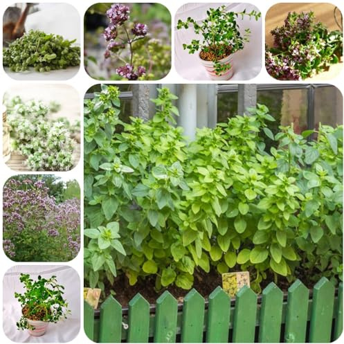 Semi di maggiorana, semi di medicinali Origano majorana, balcone del giardino semi di esotiche balcone con lettino per 150pcs