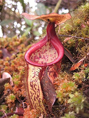 Nepenthes macfarlanei ~ Spectaculaire Highland Grand sarracénie ~ 5 RARE Graines