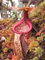 Nepenthes macfarlanei ~ Spectaculaire Highland Grand sarracénie ~ 5 RARE Graines