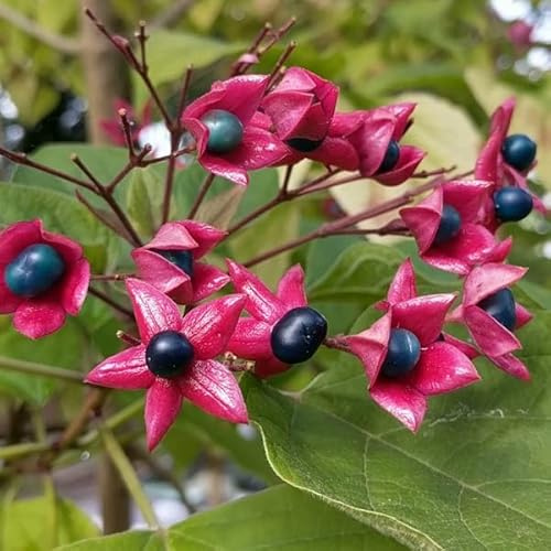 Losbaum - Clerodendrum trichotomum - 40-50 cm Topf - Exotischer Zierstrauch