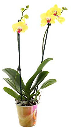 Phalaenopsis Orchid Double Stem Yellow Houseplant 12cm Pot - 40-50cm Tall exc Pot (Live Plants)