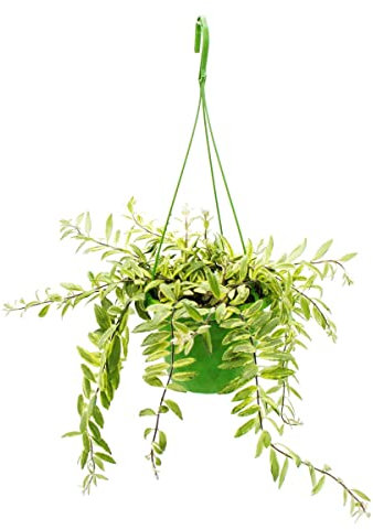 Exotenherz Zimmerpflanze zum Hängen - Aeschynanthus bicolor - panaschierte Schamblume - 14cm Ampel