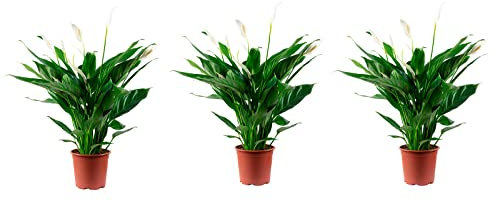 3er-Set Einblatt 4-8 Blüten/Knospen - echte Zimmerpflanze, Spathiphyllum - Höhe ca. 70 cm, Topf-Ø 17 cm