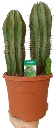 Garden Center Shop | Euphorbia Horrida M17 | Suculenta columna espinosa de origen sudafricano | Formación de grupos | Ideal para contenedores y decoración exótica