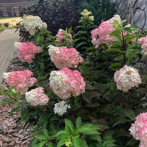 semillas de hortensia de panícula, jardín, hortensia resistentes de primavera, silvestres cubierta perenne resistente 50pcs