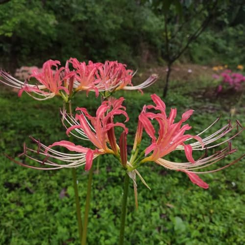 lirio araña, lirio de sangre - resistentes jardín y balcón Lycoris radiata decoración de otoño Cubresuelos resistentes balcón, 7bulbos