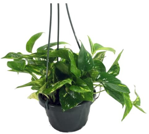 Golden Pothos - Devils Ivy -Epipremnum - 6 Hanging Pot