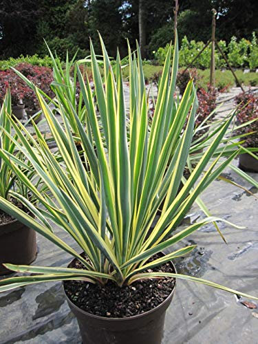 Yucca filamentosa Bright Edge - Palmlilie Bright Edge - 40-60cm