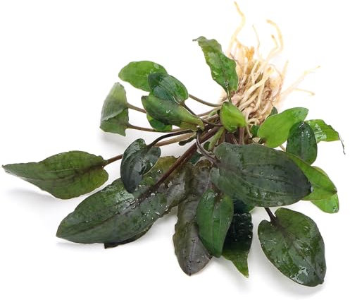 K2AQUA Cryptocoryne Tropica Live Aquarium Plant Compact Wavy Green Brown Leaves Easy Care Low Maintenance Foreground Midground Freshwater Tank Natural Decoration Beginner Friendly