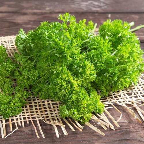 semi di prezzemolo resistente - biologici ufficio giardino roccioso decorazione soggiorno 500pcs