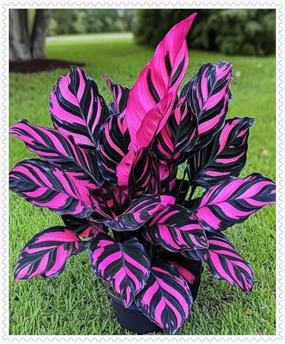 Hosta/flor verde/encantadora, buena para contenedores/orgánicos/bombillas Hosta/boda natural-4 bombillas-F
