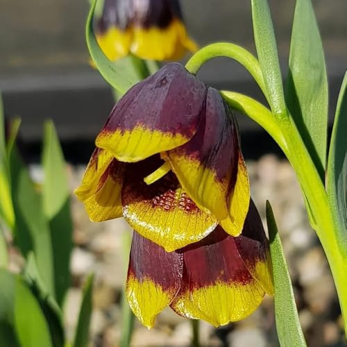 6bulbi Tuberi di Fritillaria, corona imperiale di precoci, balcone decorazione primaverili, rara