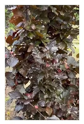 Stk - 20x Rotbuche-Fagus sylvatica Garten Baum Pflanzen - Samen U9 - Seeds & Plants Shop by Ipsa