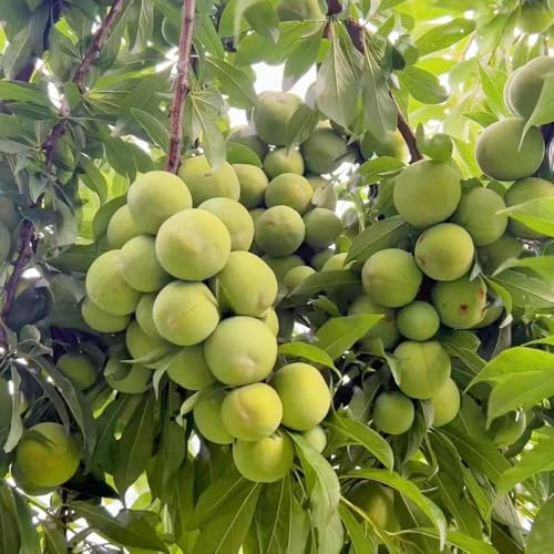 semi di susino - resistenti per balconi sul biologici fresca 70pcs