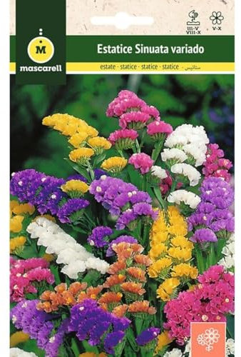Mascarell Semillas, ESTATICE VARIADA, Semillas Flores Exterior para Decoración, 0,5 Gramos