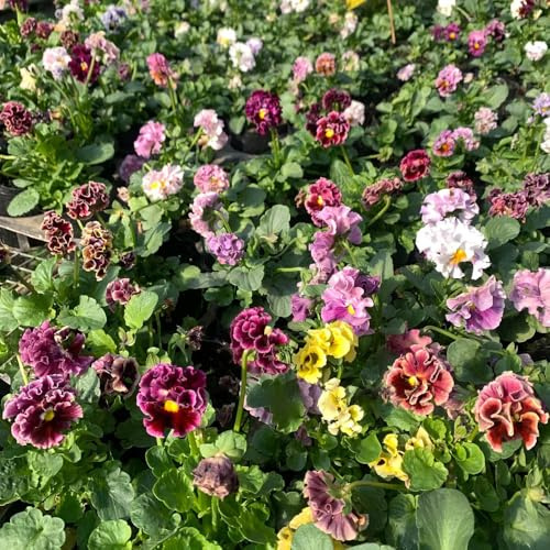 semi resistenti di viola corno, farfalle Viola cornuta, decorazione del soggiorno per luoghi soleggiati perenni resistenti decorazione 150pcs