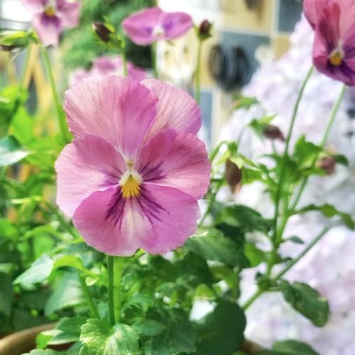 stiefmütterchen - winterharte kübelpflanzen blumensamen balkon wildblumensamen wildblumen balkonblumen büropflanzen pflanzensamen frühlingsblumen gartenkräuter blumendeko kräutersamen 750samen