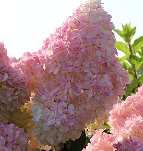 Hochstamm Rispenhortensie Sunday Fraise® 80-100cm - Hydrangea paniculata - lebende Gartenpflanze aus den Baumschulen