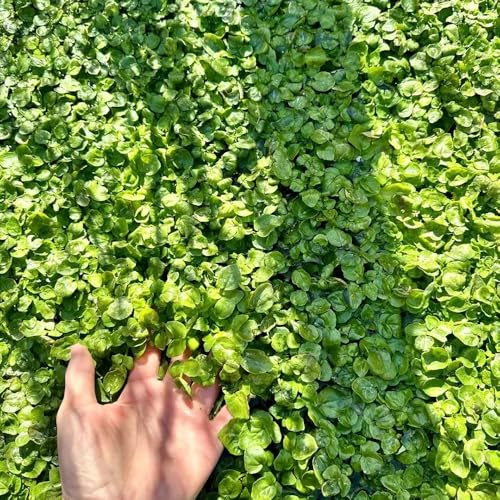 semi di crescione bio resistenti - antiche varietà balcone d'appartamento 50pcs