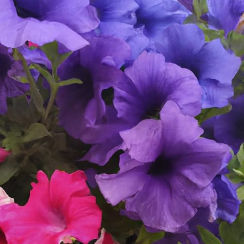 Petunia F1 Daddy Mixed Pelleted Flower Seeds - Approx. 55 Seeds