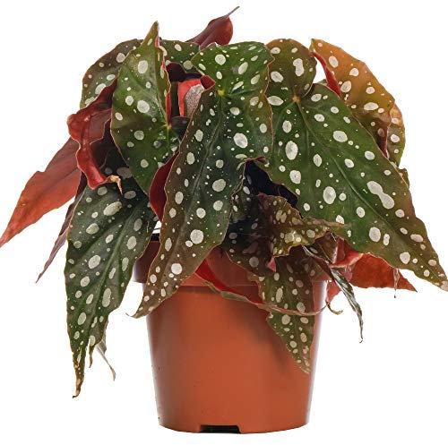 Forellenbegonie Begonia Maculata | Zimmerpflanze für Zuhause oder das Büro