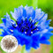 600 unids/bolsa de aciano semillas vibrantes flor azul jardinería regalo planta semillas jardín Azul