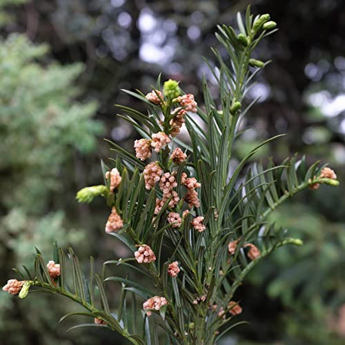 Plum Yew Cowtail Pine 'Fastigiata' Cephalotaxus harringtonia Hardy Tree Easy to Grow Your Own Garden Trees 2-Litre Potted Plants by Thompson & Morgan