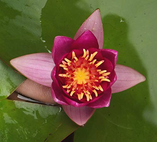 Teichpflanzen Seerosen : Nymphaea Seerose Halbzwergseerose  Froebeli  winterhart Pflanztiefe bis 50 cm