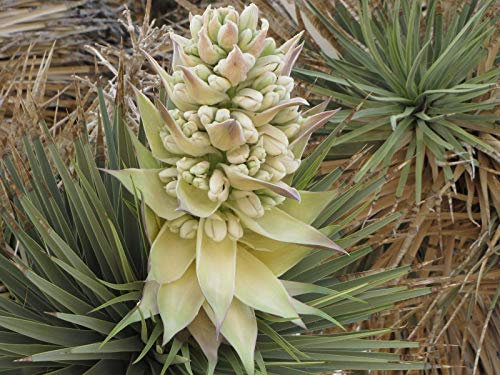 PLAT Firm Germinazione dei semi: 30 Vitali Semi di Joshua Tree, Yucca brevifolia Palm, Da Joshua Tree, CA!